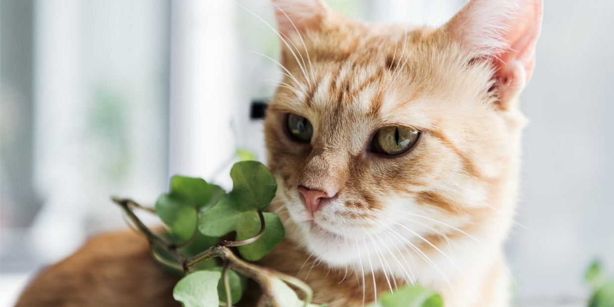 Aloe Vera Plant Gevaarlijk Gif Voor Katten